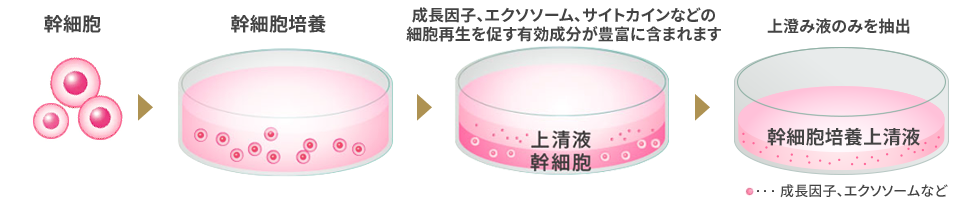 幹細胞培養上清液の製作工程